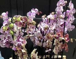 Орхидея Фаленопсис (цвета в ассортименте) 1,5 л